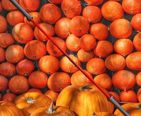 Fringe Sport 20kg Pumpkin Spice Barbell main