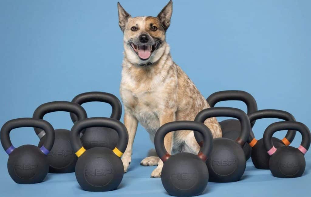 Rep Fitness Dog Collar dog and kettlebells