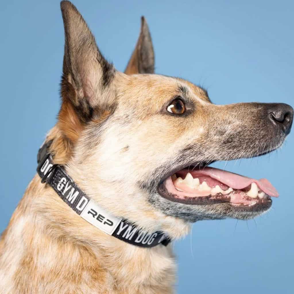 Rep Fitness Dog Collar dog