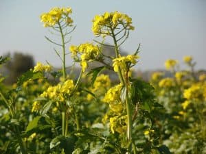Canola plant - source of canola oil - which is high in the polyunsaturated fatty acid (PUFA) omega-6